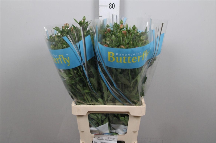 <h4>Ran Butterfly Eris</h4>