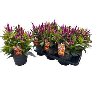 CEL DEEP PURPLE