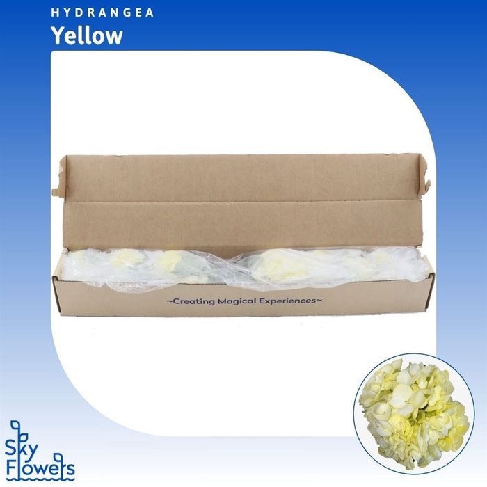 <h4>Hydrangea White</h4>