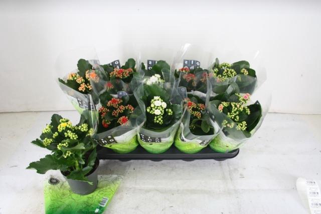 <h4>KAL GE GEM 5 KL</h4>