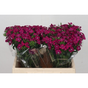 Dianthus Br Amazon Neon Cherry