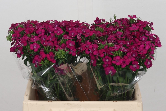 <h4>Dianthus Br Amazon Neon Cherry</h4>