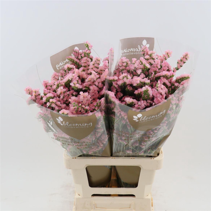 <h4>Statice Emma Peach+</h4>