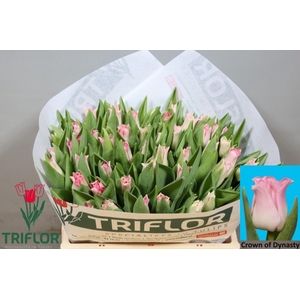 TULIPA CO 'CROWN OF DYNASTY'