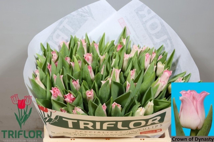 <h4>TULIPA CO 'CROWN OF DYNASTY'</h4>