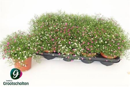<h4>Gyps Muralis Gem Pot</h4>