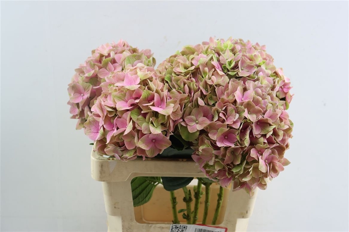 <h4>Hydr M Magical Tender Love</h4>
