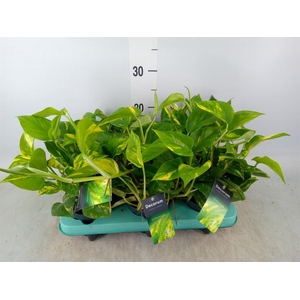 Epipremnum pinn. 'NJoy Gold'