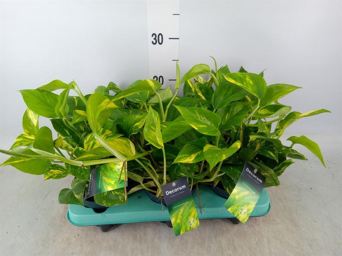 <h4>Epipremnum pinn. 'NJoy Gold'</h4>