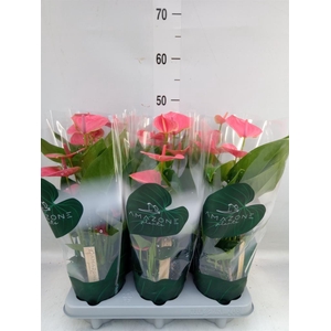 Anthurium andr. 'Sweet Dream'