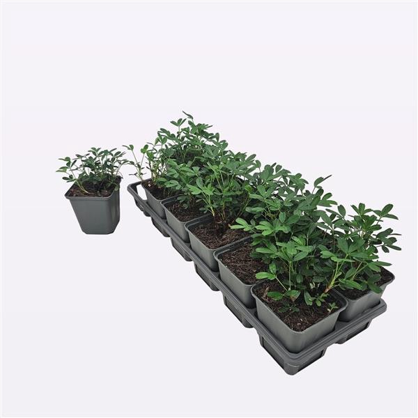 <h4>Potentilla Tridentata 'Nuuk'</h4>