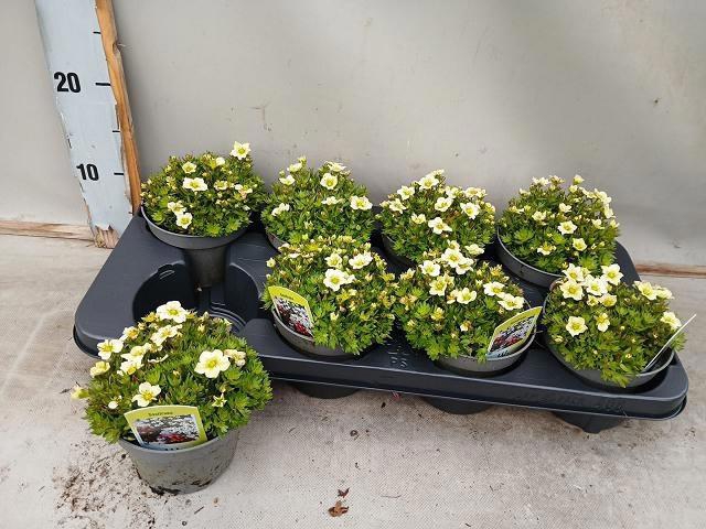 <h4>SAXIF AR TOUR WHITE</h4>