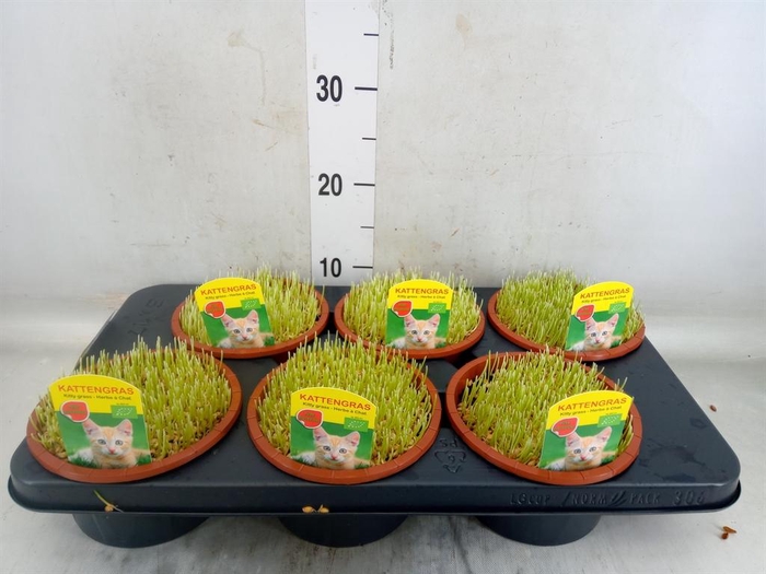 <h4>Hordeum sp.   ...kattegras zaai</h4>