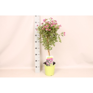 Stam 19cm Anisodontea Princess Elegans