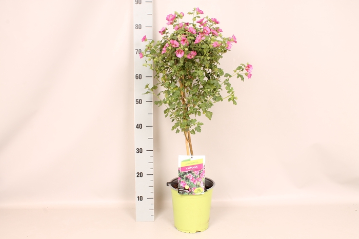 <h4>Anisodontea Princess Elegans</h4>