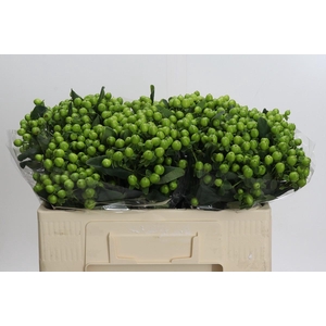 Hypericum Lucky Romance