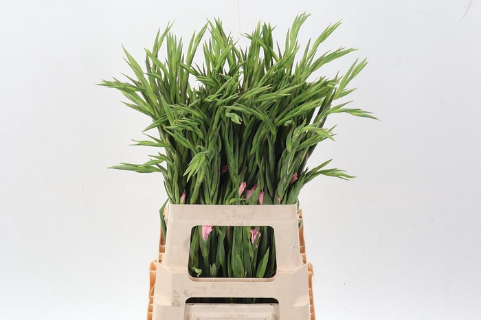 <h4>Glad Na Summer Love</h4>