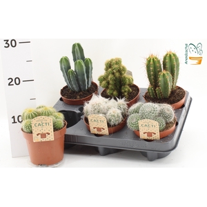 CACTUS GEM