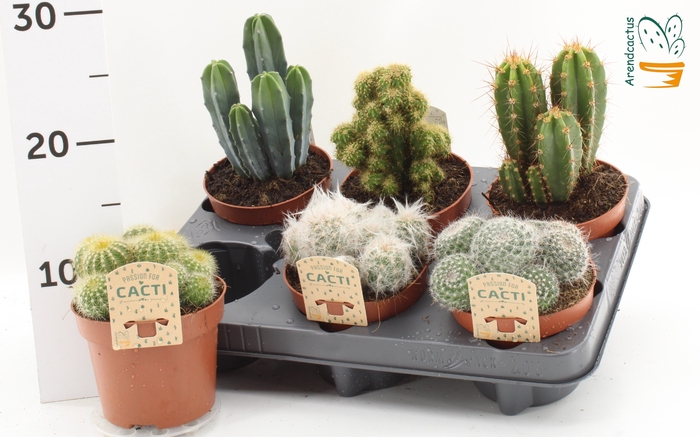 <h4>CACTUS GEM</h4>