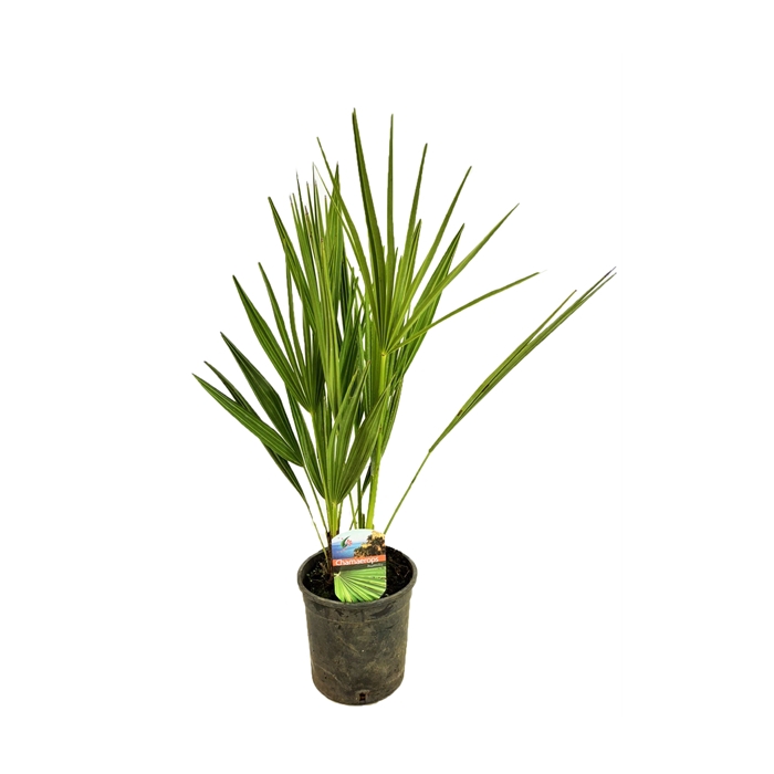 <h4>Chamaerops humilis</h4>