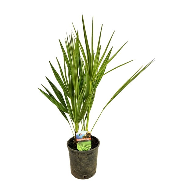 <h4>Chamaerops humilis</h4>