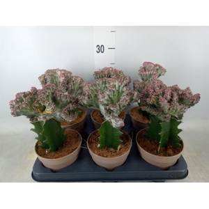 Euphorbia lactea 'Cristata'