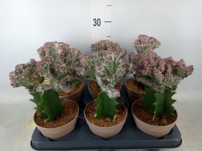 <h4>Euphorbia lactea 'Cristata'</h4>