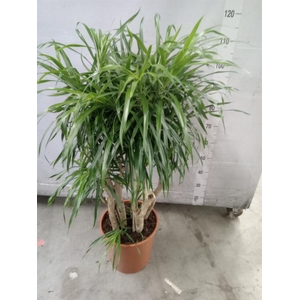 Dracaena refl. 'Anita'