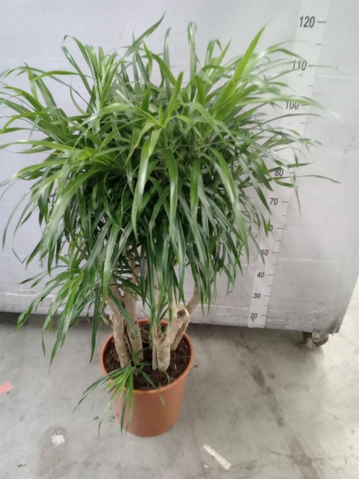 <h4>Dracaena refl. 'Anita'</h4>