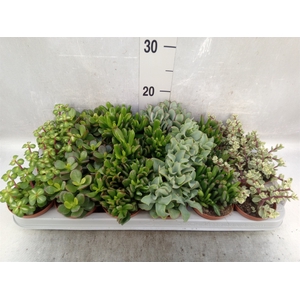 Crassula   ...mix