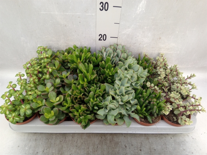 Crassula   ...mix