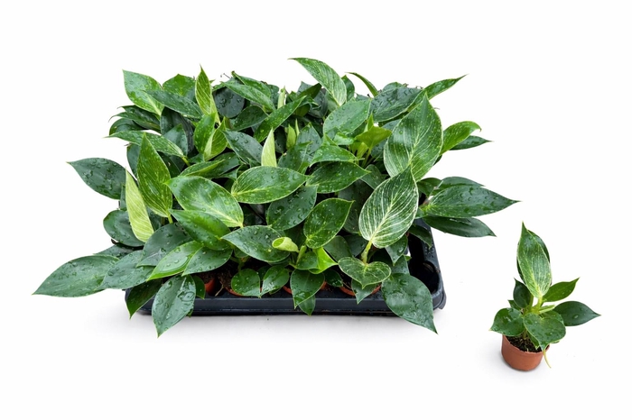 <h4>PHIL OVERIG</h4>