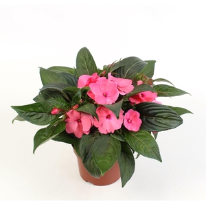 Impatiens New imp. Delias (roze)