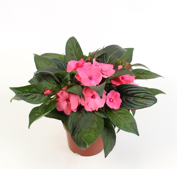 <h4>Impatiens New imp. Delias (roze)</h4>