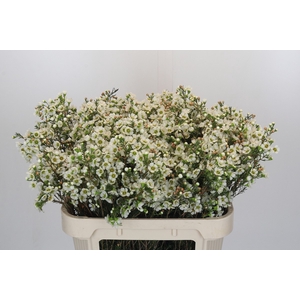 Chamelaucium Jenny Jane