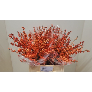 ILEX VE OUDIJ ORANGE