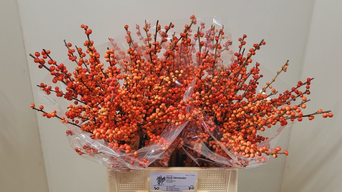 <h4>ILEX VE OUDIJ ORANGE</h4>