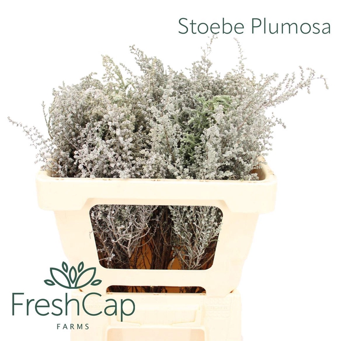 <h4>Stoebe Plumosa</h4>
