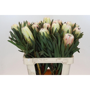 Protea White Night