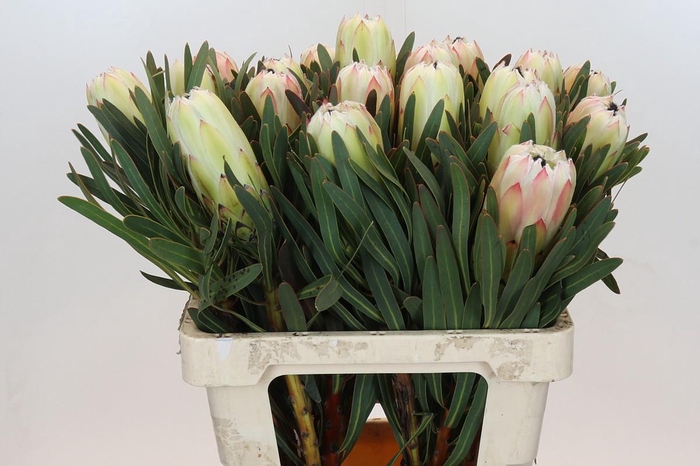 Protea White Night