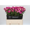 Paeonia Glory Hallelujah