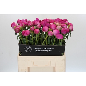 Paeonia Glory Hallelujah