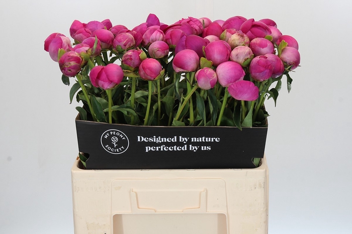 <h4>Paeonia Glory Hallelujah</h4>