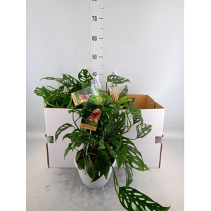 Monstera obliqua 'Leichtlinii'