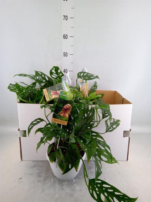 <h4>Monstera obliqua 'Leichtlinii'</h4>