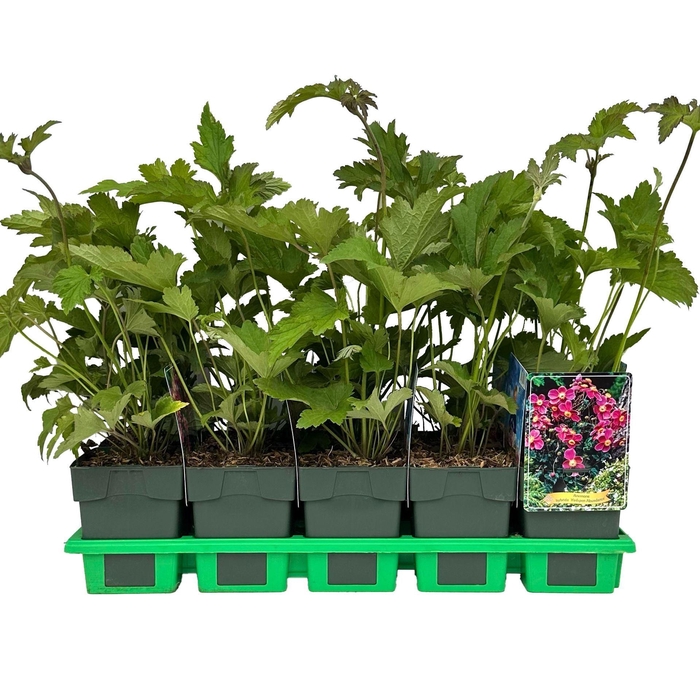 <h4>Anemone x hybrida (Autumn Single Gr</h4>