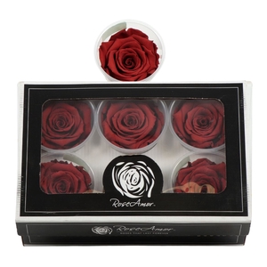 Rosa Preserved Ll Grp 01