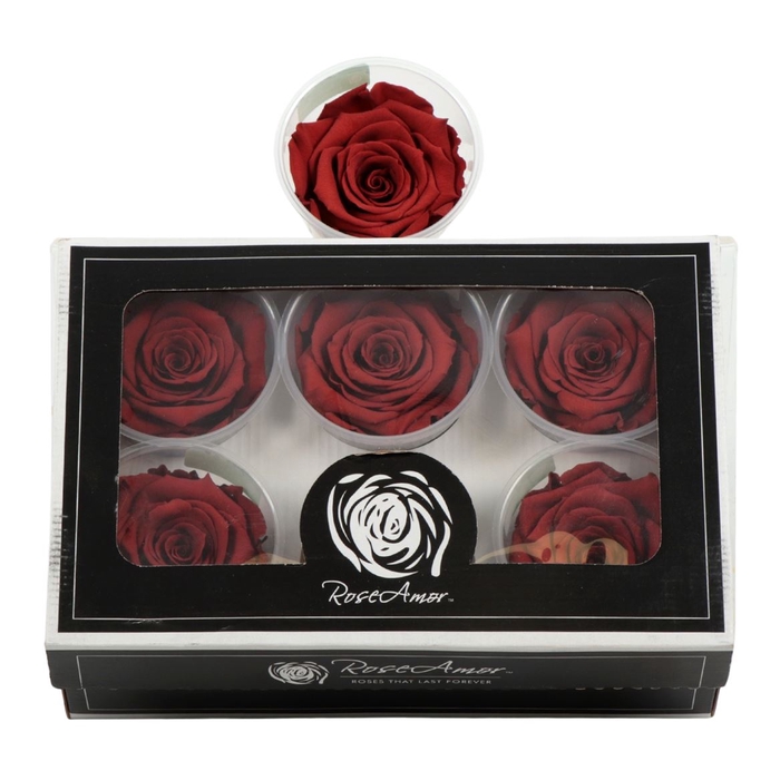 <h4>Rosa Preserved Ll Grp 01</h4>