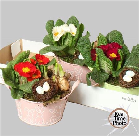<h4>Arr Tuinplanten</h4>