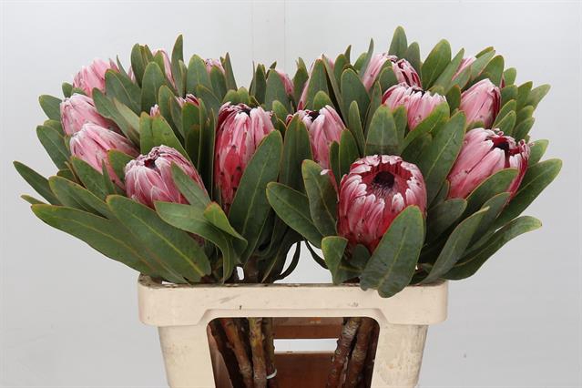 PROTEA COM PINK LADY